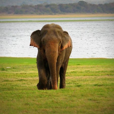 Mahoora Tented Safari Camp อุดาวาลาเว ภายนอก รูปภาพ
