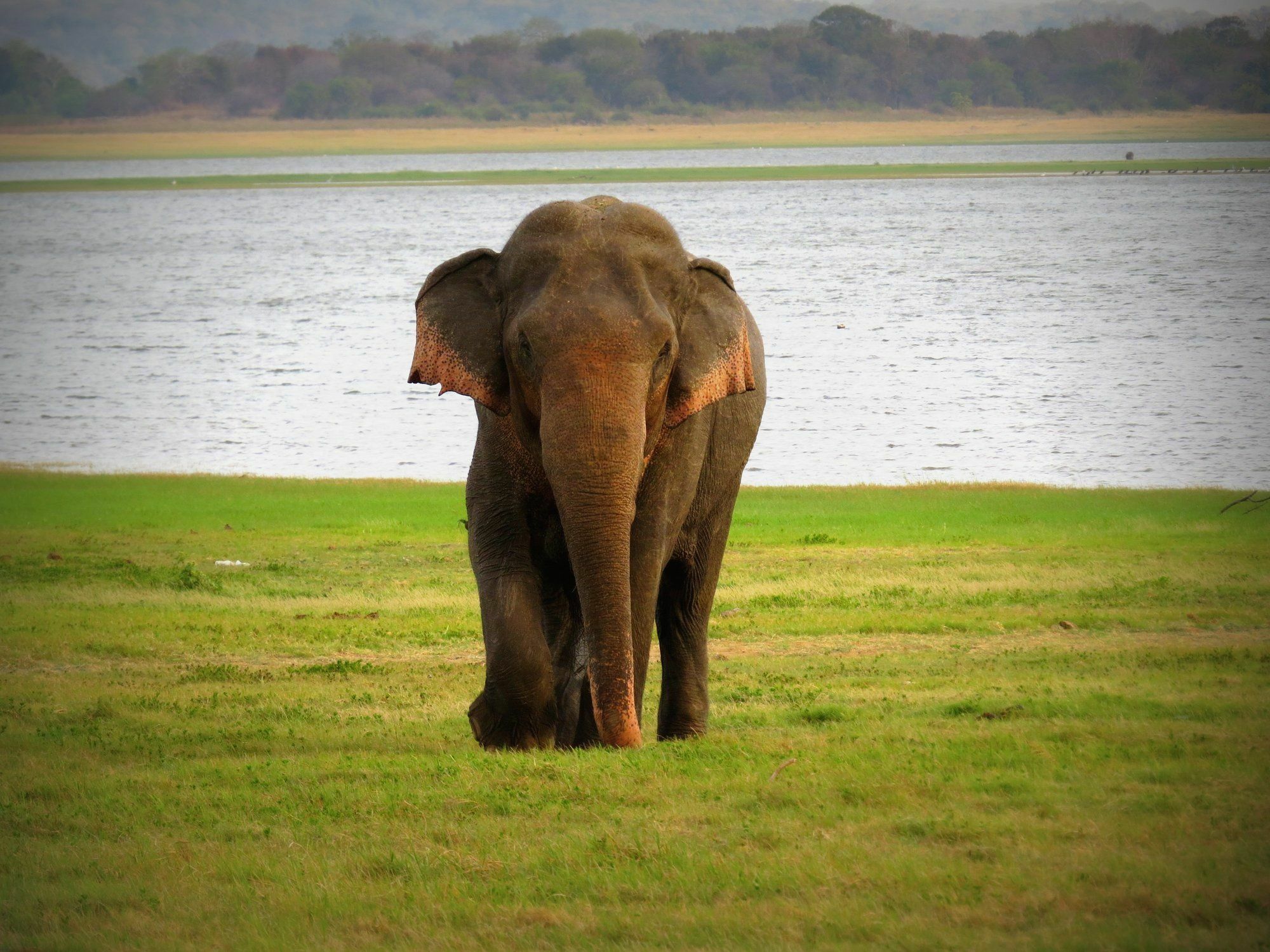 Mahoora Tented Safari Camp อุดาวาลาเว ภายนอก รูปภาพ