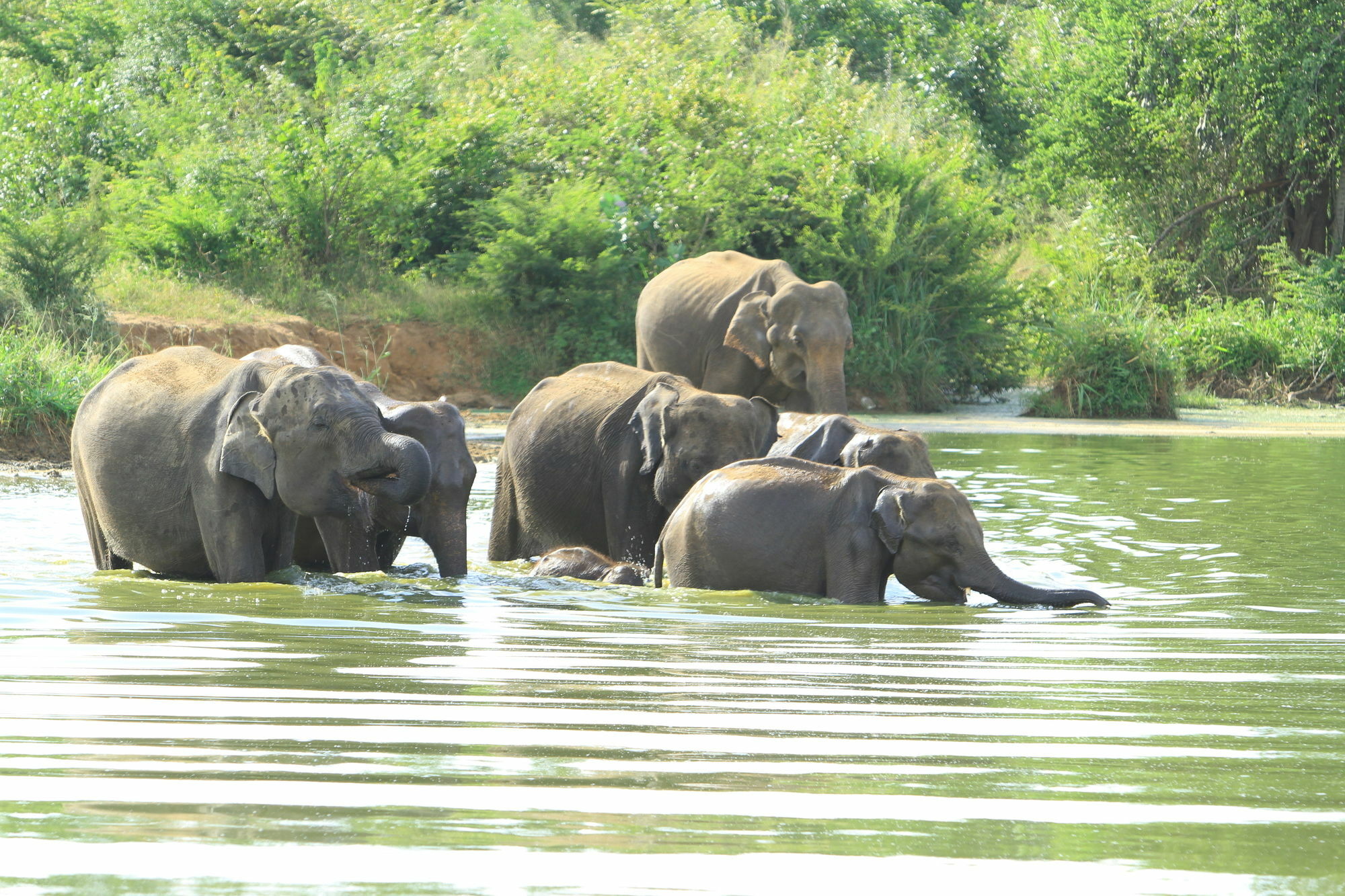 Mahoora Tented Safari Camp อุดาวาลาเว ภายนอก รูปภาพ