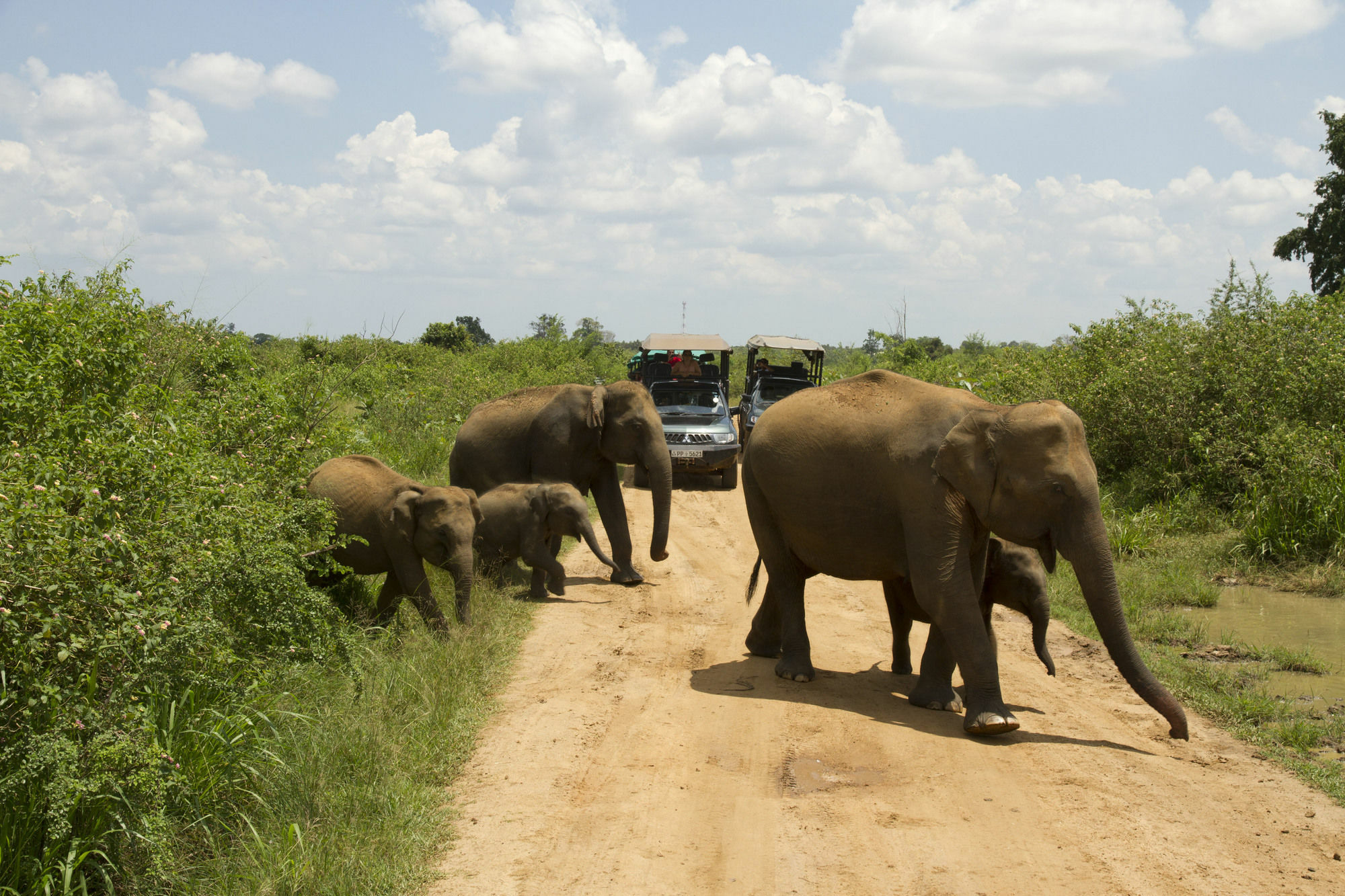 Mahoora Tented Safari Camp อุดาวาลาเว ภายนอก รูปภาพ