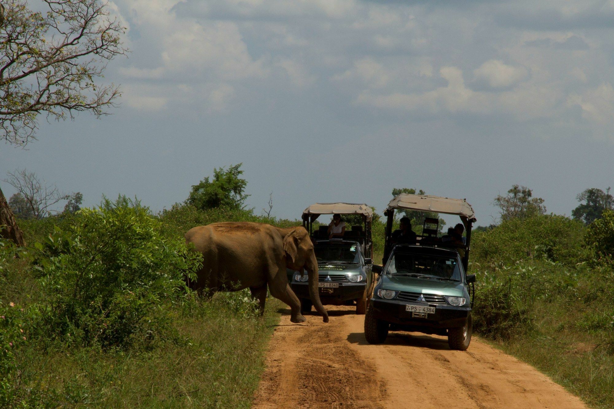 Mahoora Tented Safari Camp อุดาวาลาเว ภายนอก รูปภาพ