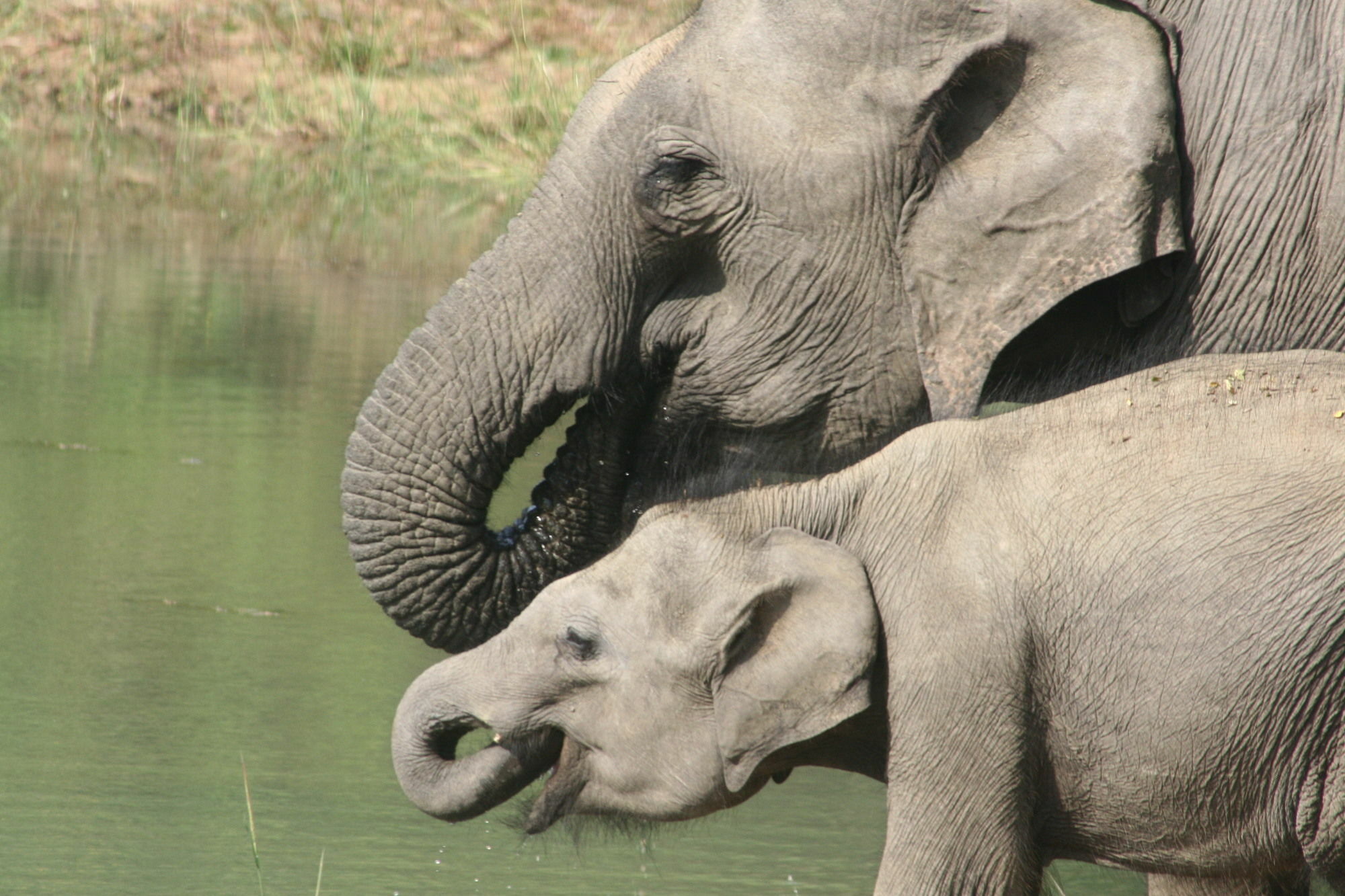 Mahoora Tented Safari Camp อุดาวาลาเว ภายนอก รูปภาพ