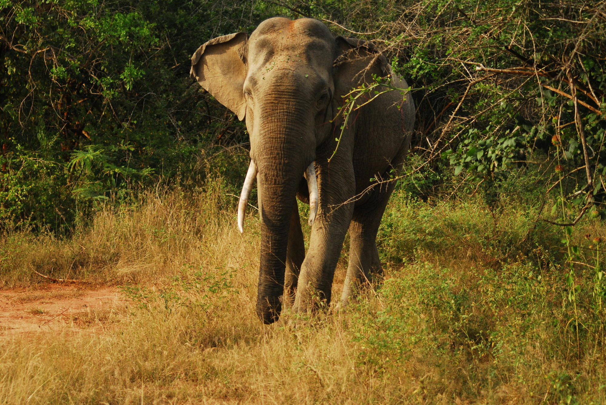 Mahoora Tented Safari Camp อุดาวาลาเว ภายนอก รูปภาพ